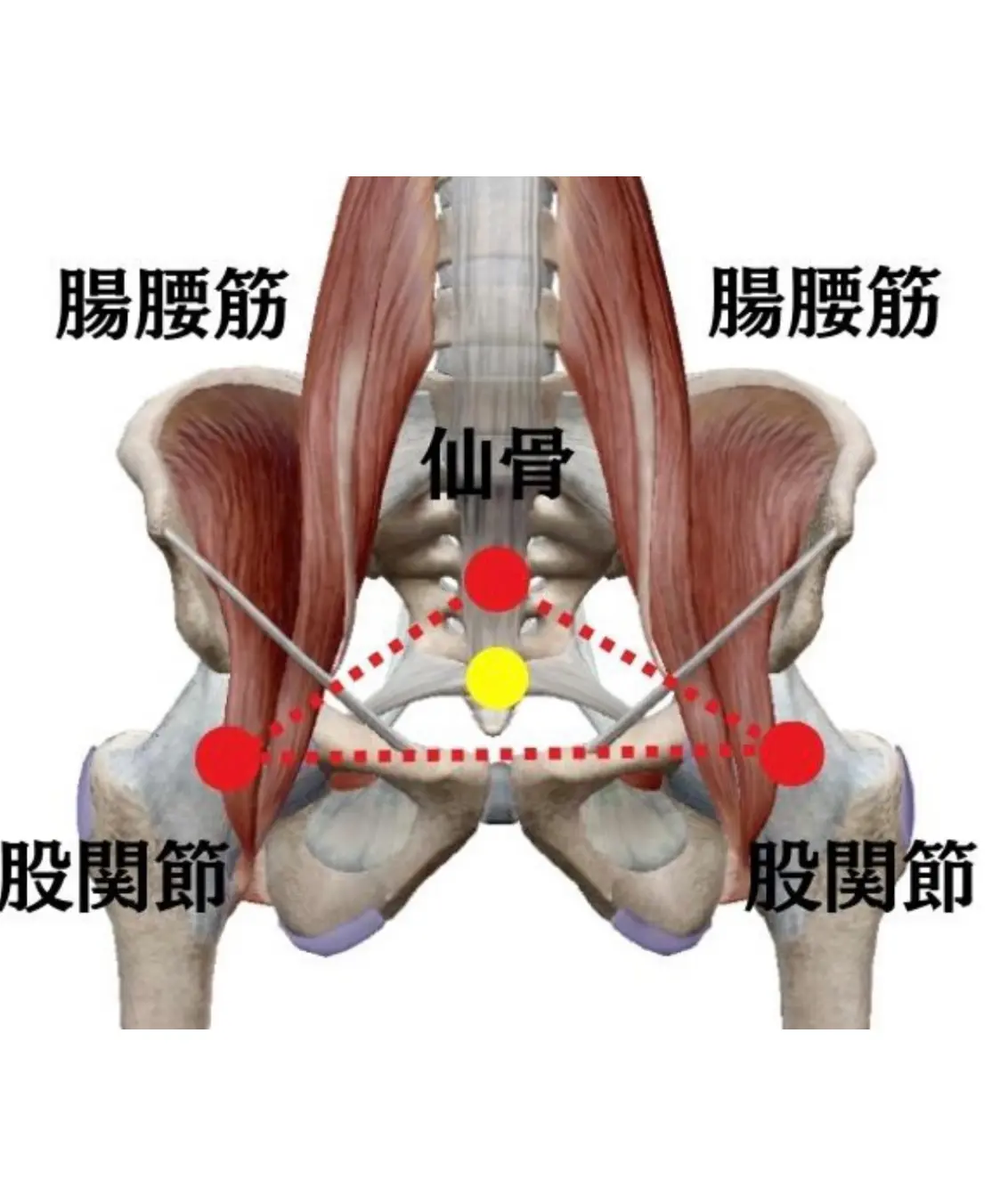 腸腰筋の説明図