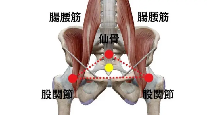腸腰筋の説明図