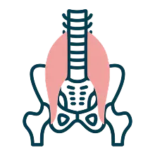 深層筋のイメージ